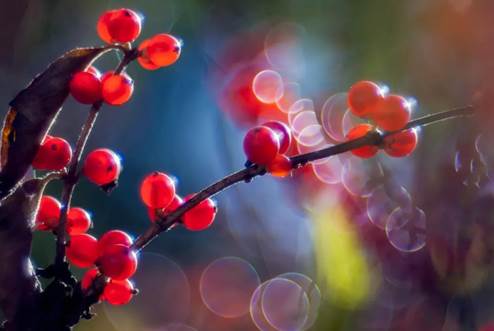 说明: E:\工作\王院长\霜降\4.jpg